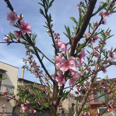 לינה וארוחת בוקר קסטלמרה די סטביה Il Giardino Di Nonno Agostino מראה חיצוני תמונה