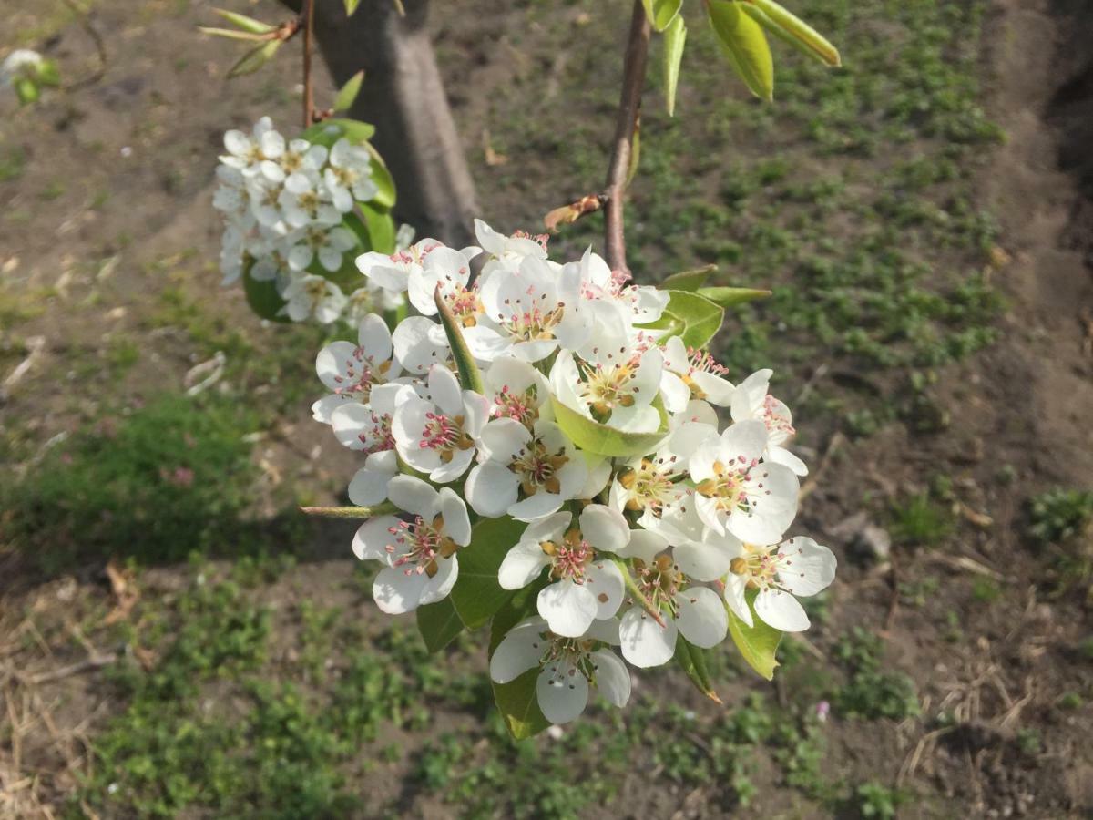 לינה וארוחת בוקר קסטלמרה די סטביה Il Giardino Di Nonno Agostino מראה חיצוני תמונה