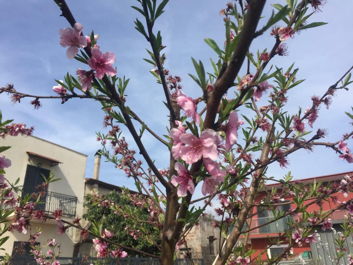 לינה וארוחת בוקר קסטלמרה די סטביה Il Giardino Di Nonno Agostino מראה חיצוני תמונה