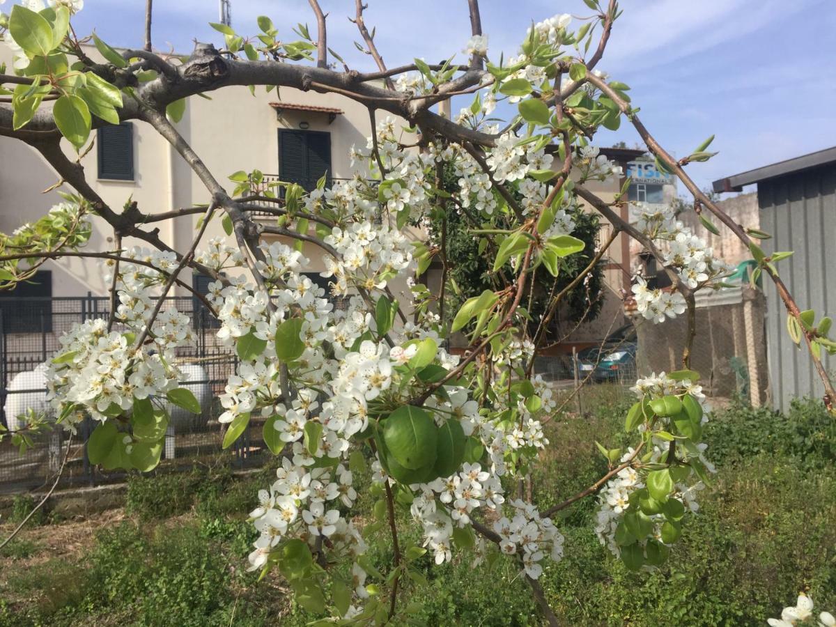 לינה וארוחת בוקר קסטלמרה די סטביה Il Giardino Di Nonno Agostino מראה חיצוני תמונה