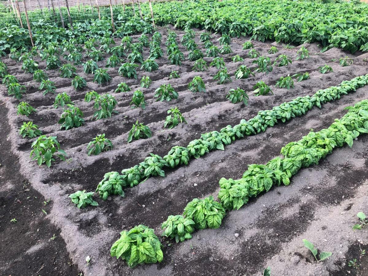 לינה וארוחת בוקר קסטלמרה די סטביה Il Giardino Di Nonno Agostino מראה חיצוני תמונה