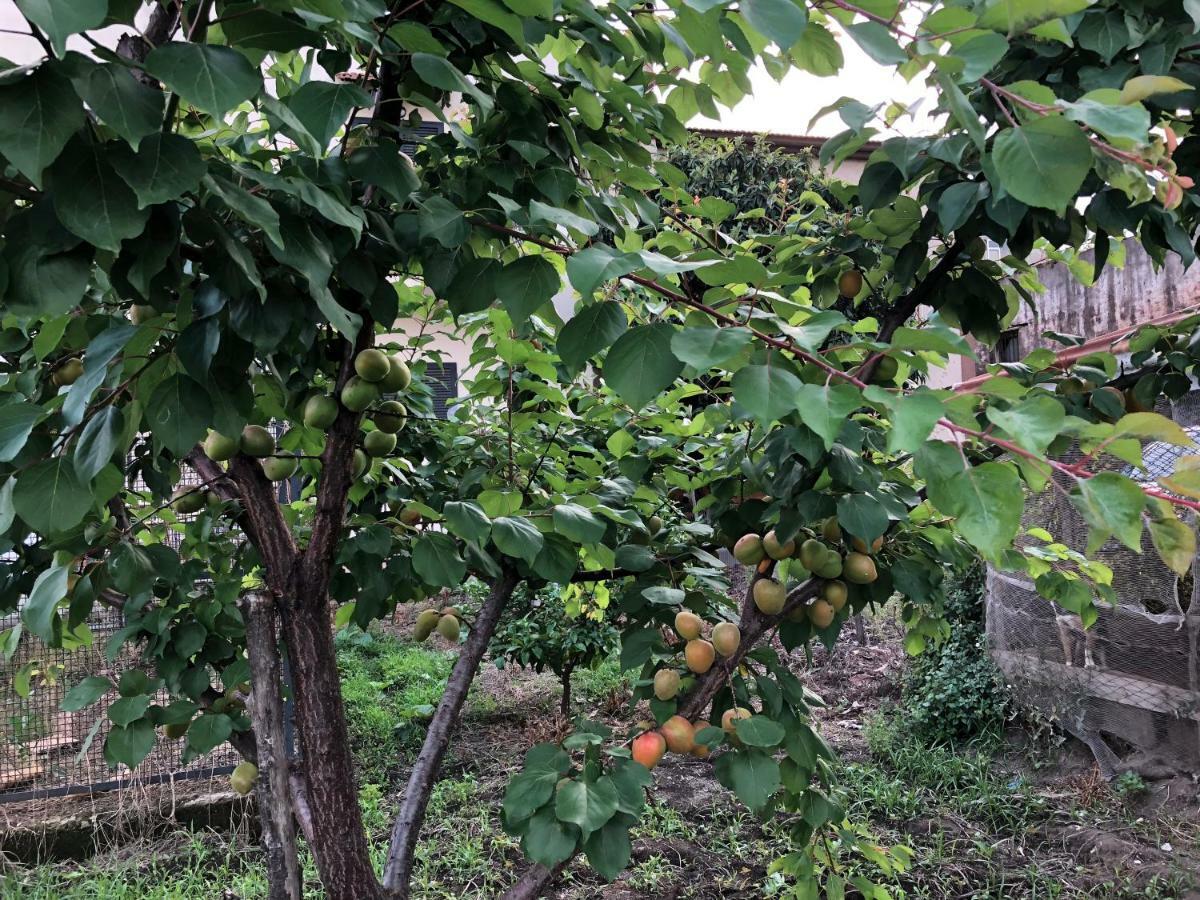 לינה וארוחת בוקר קסטלמרה די סטביה Il Giardino Di Nonno Agostino מראה חיצוני תמונה