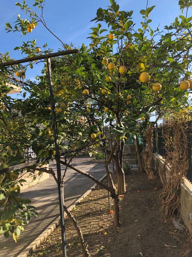 לינה וארוחת בוקר קסטלמרה די סטביה Il Giardino Di Nonno Agostino מראה חיצוני תמונה